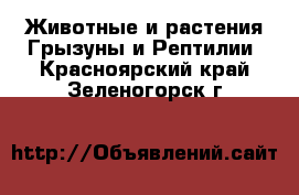 Животные и растения Грызуны и Рептилии. Красноярский край,Зеленогорск г.